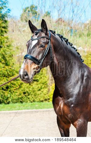Purebred braided horse portrait. Multicolored summertime outdoors image.