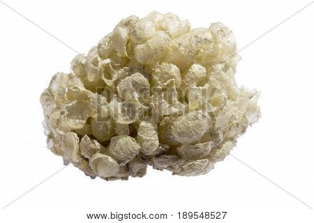 Buccinum Undatum