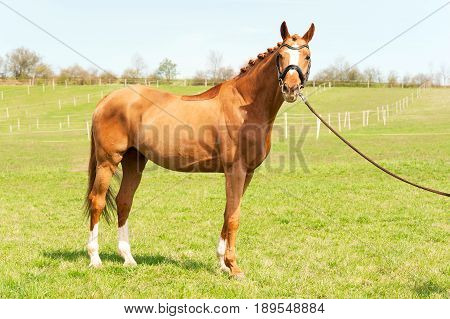 Thoroughbred chestnut standing on pasturage stallion. Exterior image. Summertime outdoors.