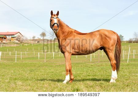 Purebred chestnut standing on pasturage stallion. Exterior image. Summertime outdoors.