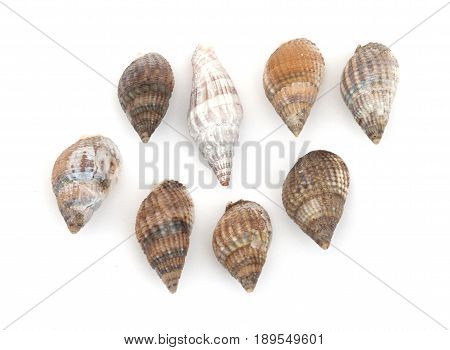 Buccinum Undatum