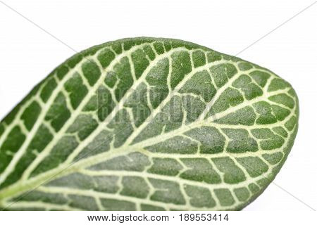 Fittonia leaf close up isolated on a white background