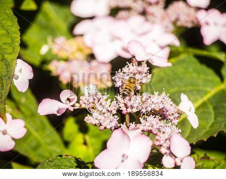 Bumble-bee Flying, Sitting And Working Out A Flower