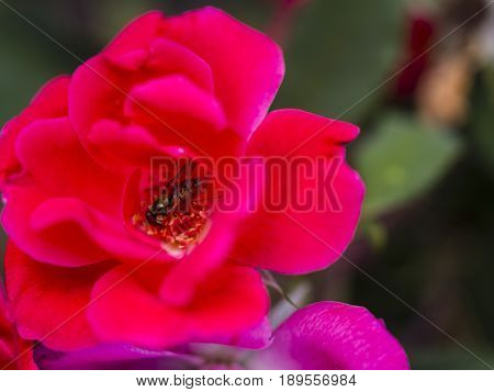 Bumble-bee Flying, Sitting And Working Out A Flower