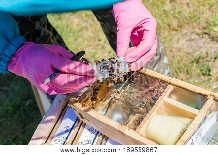 Beekeeper holding a small Nucleus with a young queen bee. Breeding of queen bees. Beeholes with honeycombs. Preparation for artificial insemination of queen bees. Boxes for queen bees. Preparing for artificially fertilized bees. Natural economy. Queen Bee