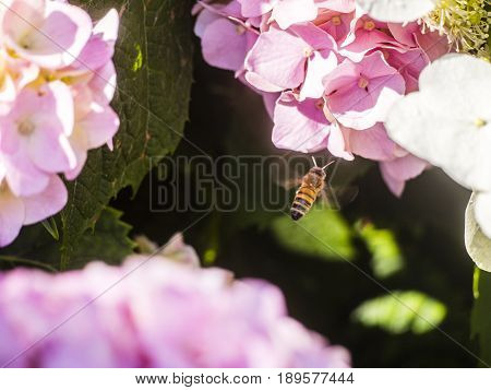 Bumble-bee Flying, Sitting And Working Out A Flower