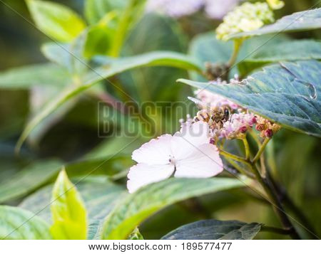 Bumble-bee Flying, Sitting And Working Out A Flower