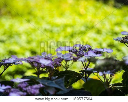 Bumble-bee Flying, Sitting And Working Out A Flower