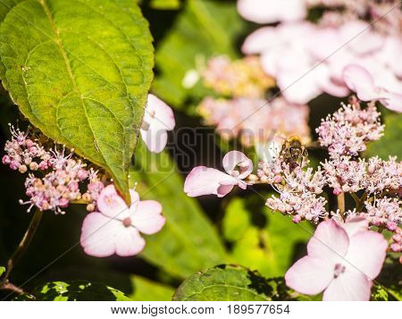 Bumble-bee Flying, Sitting And Working Out A Flower