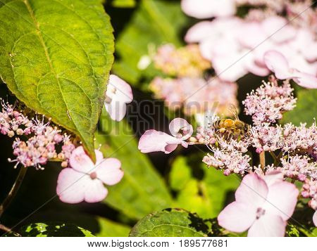 Bumble-bee Flying, Sitting And Working Out A Flower