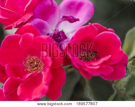 Bumble-bee Flying, Sitting And Working Out A Flower