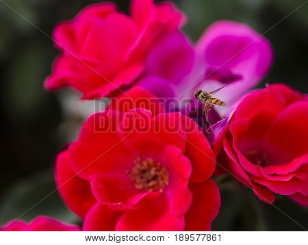 Bumble-bee Flying, Sitting And Working Out A Flower