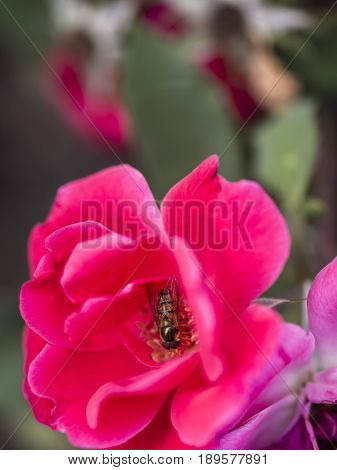 Bumble-bee Flying, Sitting And Working Out A Flower