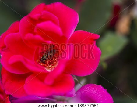 Bumble-bee Flying, Sitting And Working Out A Flower