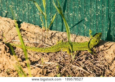 Beautiful Magical Green Lizard In The Spring On The Sun Close.