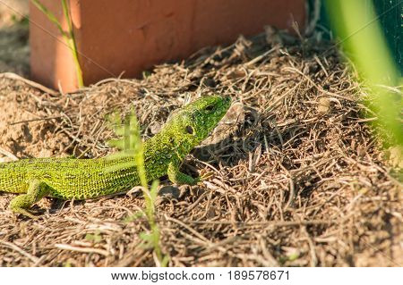 Beautiful Magical Green Lizard In The Spring On The Sun Close.