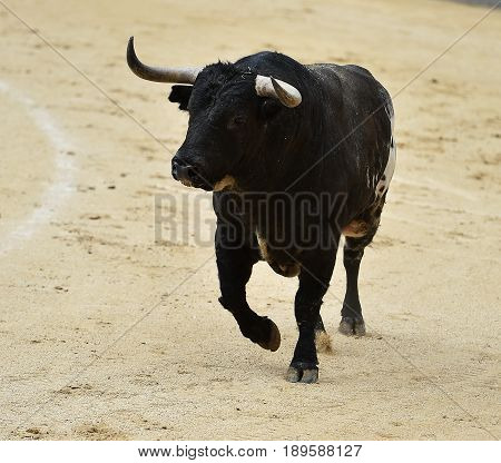 bull in spain with big horns in bullring