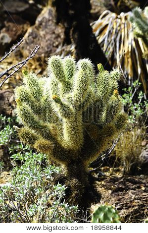 Cholla orsacchiotto