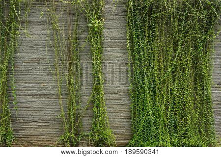 Green vines hanging on rock textured wall photo taken in Jakarta Indonesia java