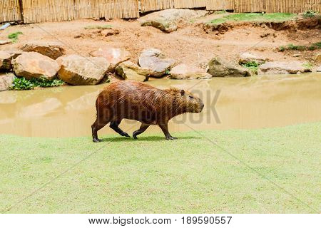 ig Capybara (hydrochoerus hydrochaeris) in the zoo