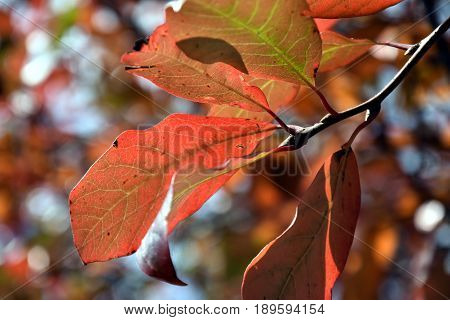 Autumn leaves on tree. Autumn fall background. Autumn Early autumn Forest Grove Leaves Leaves of the trees Rays of sunlight Sunlight Sunlight in the branches Tree Leaf Trees.