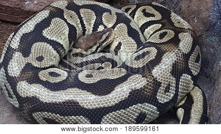 a Python in the rectilinear in the safari zoo