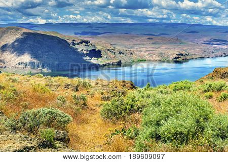 Yellow Flowers Field Wanapum Lake Colombia River Wild Horses Monument High Desert Vantage Washington