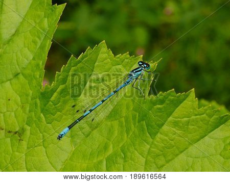 Male azure damselfly (Coenagrion puella) on a darmera leaf