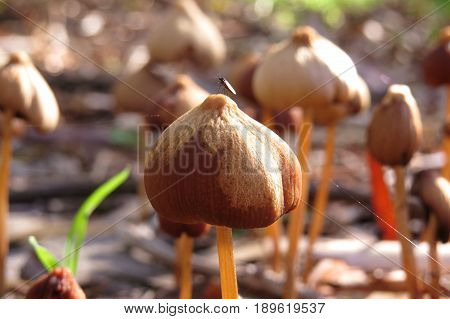 Mass of brown toadstools mushrooms growing in damp soil and shade with insect