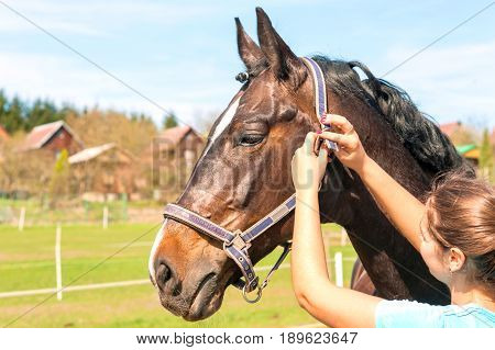 Women owner harnessing the stallion. Multicolored summertime outdoors horizontal image.