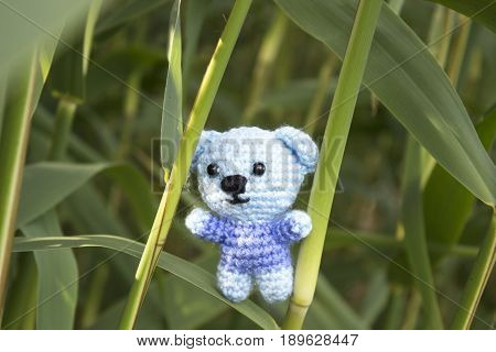 Teddy bear on the Green leaf Kamisha In the middle