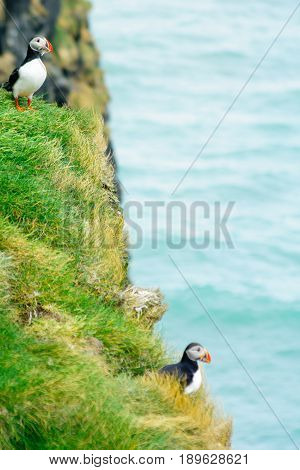 Puffin Holding Fish In His Mouth