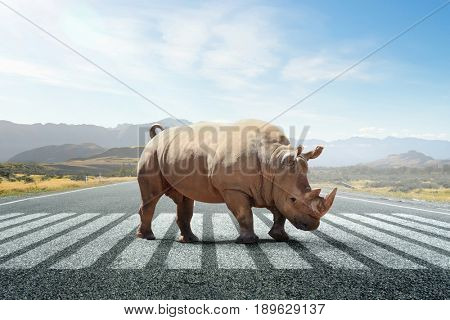 Rhino on asphalt road