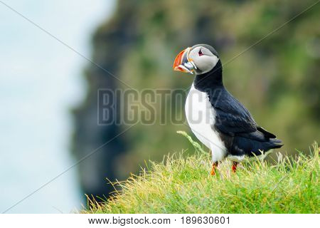 Puffin Holding Fish In His Mouth