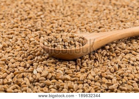 Wheat Grain On White