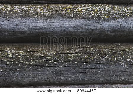 The old tree is affected by mold and fungus