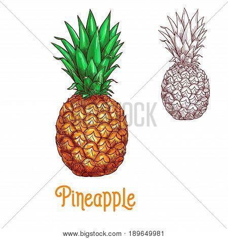 Pineapple fruit sketch. Vector isolated icon of fresh whole exotic tropical ananas citrus fruit for jam and juice drink product label or grocery store, shop and farm market or botany design