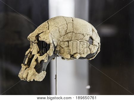 Prehistoric Human Skulls