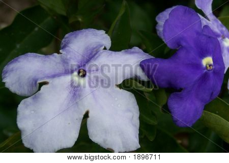 Lavanda ブルーム