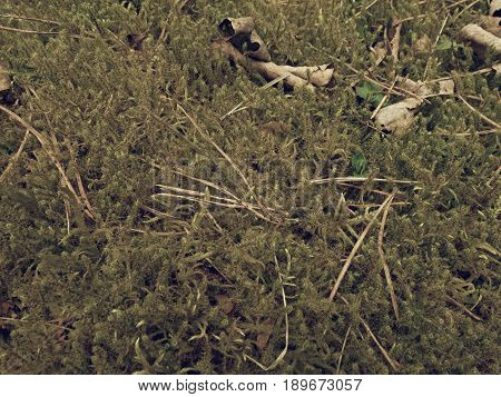 Forest Carpet. Old Leaves On Dry Moss In Forest. Dry Dusty Moss, Dry Pine Needles