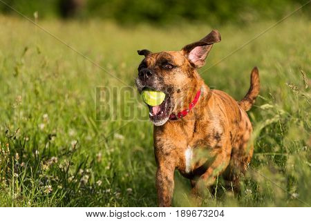 Cute Happy Dog Playing Fetch With Ball In Long Grass