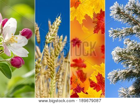 Four bright seasons - spring, summer, autumn winter