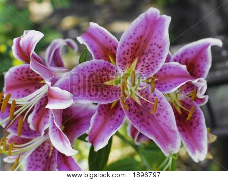 Lily Bush