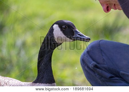 Man Feeding A Canada Goose