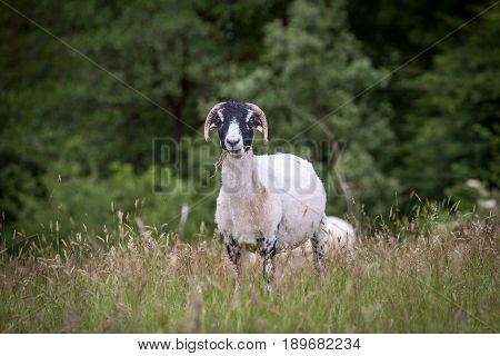 Sheep chewing grass looking at camera. She is outside in a field and is a Swaledale breed.