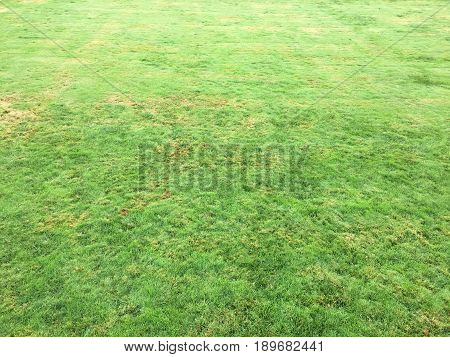 Grass.Green. Grass Background. Natural green grass texture, Natural green grass background for design with copy space for text or image.