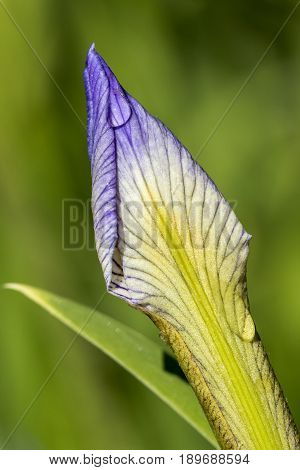 Dewdrops on a Blue Flag Iris (Iris virginica) flower bud - Pinery Provincial Park Ontario Canada