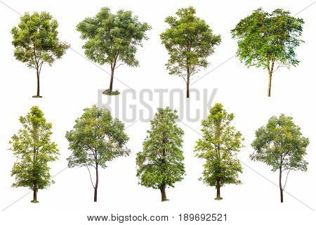 collection of green trees isolated on white background