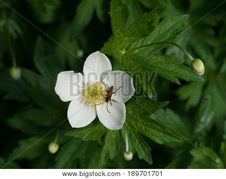 Macro photography of Insect is eating flower anemone closeup scene.