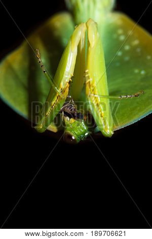 Choeradodis Rhombicollis Or Hooded Mantis